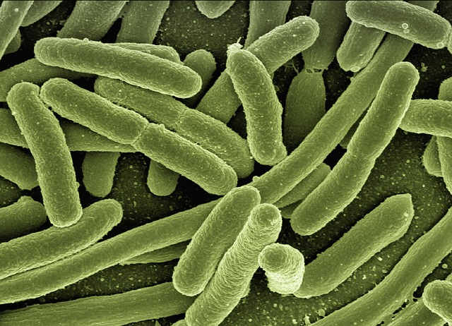 bakterie koli