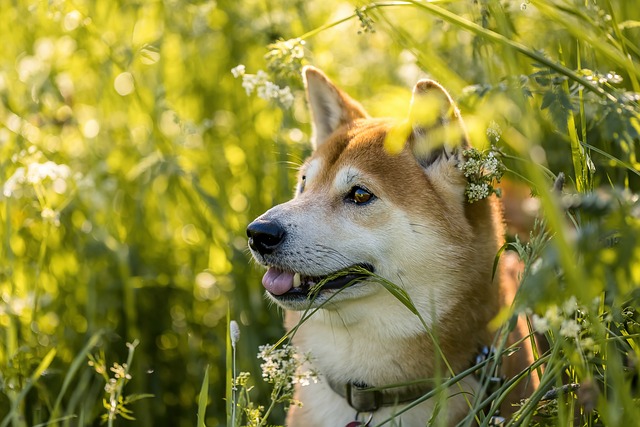 Akita inu se hodí na výstavy.