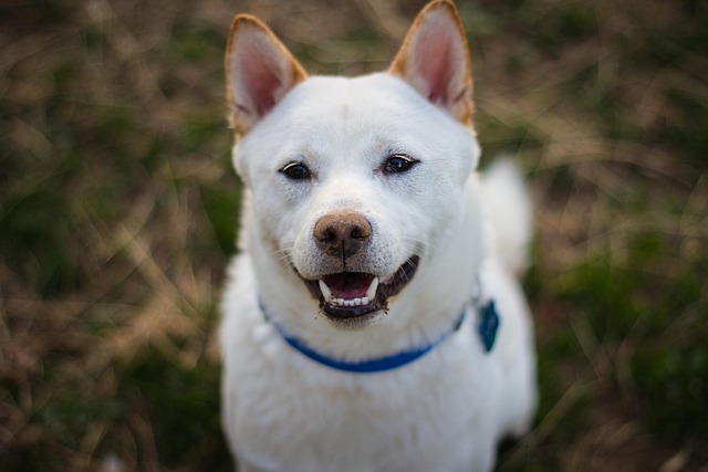Krásná bílá akita inu. 
